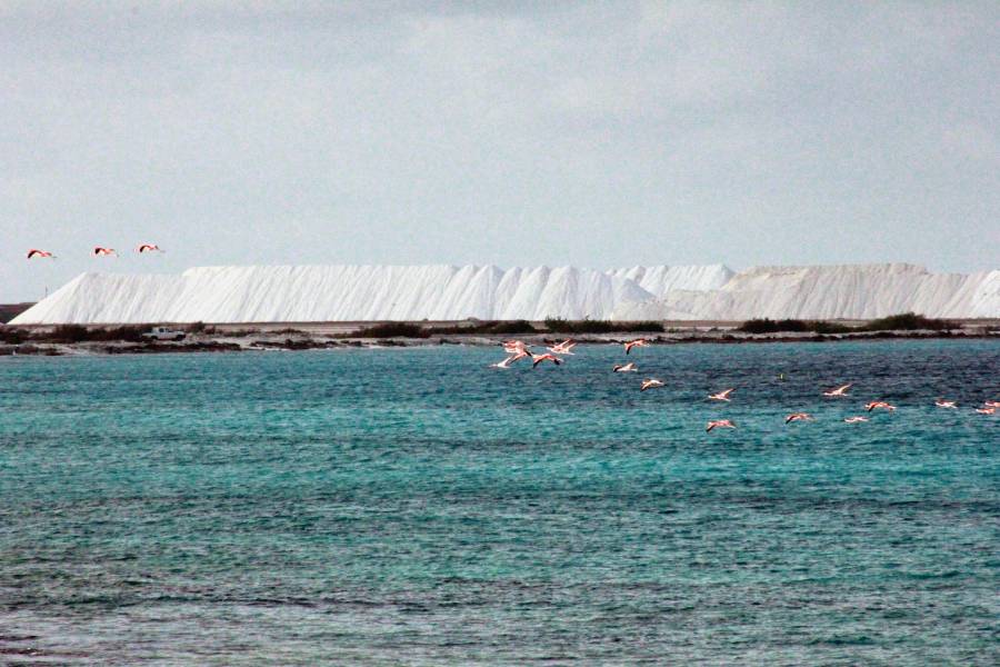 Flamings Flying past Salt Mounds