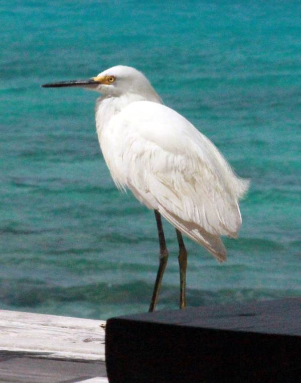 Snowy Egret Behind House