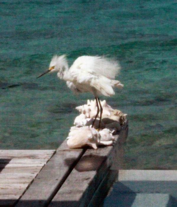 Snowy Egret Behind House