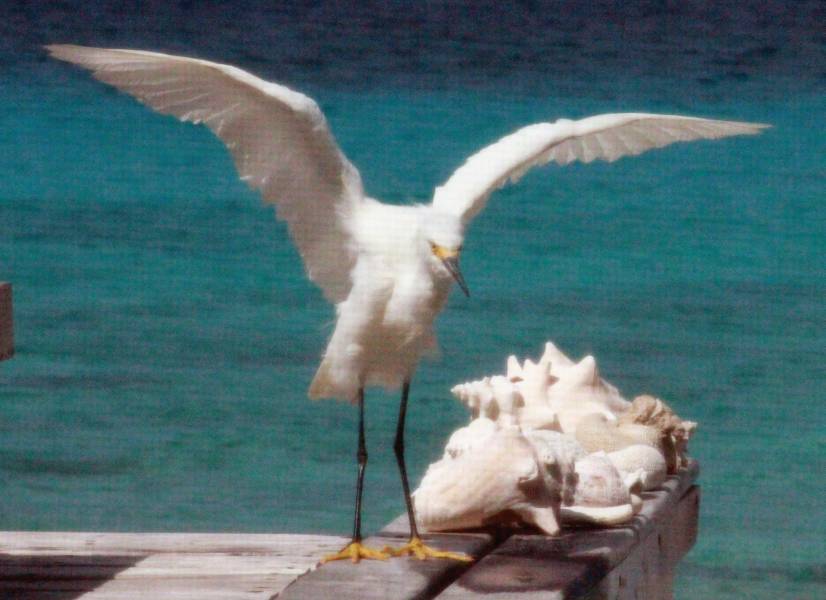 Snowy Egret Behind House