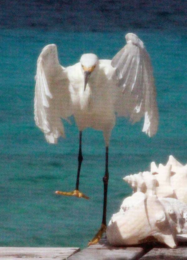 Snowy Egret Behind House