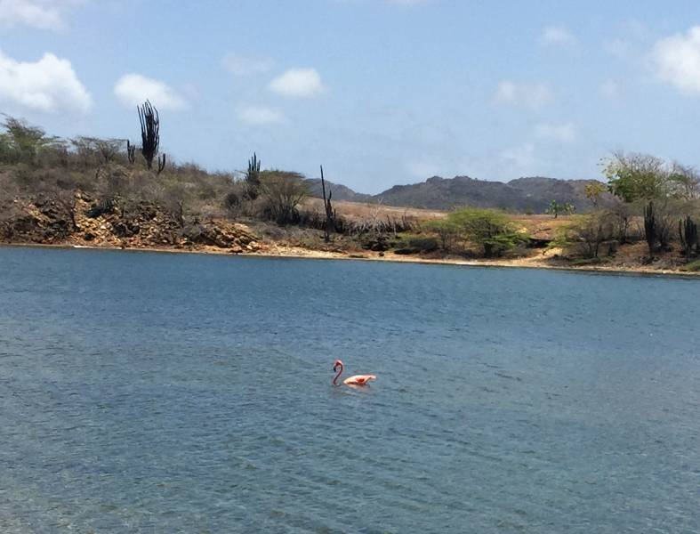 Lone Flamingo