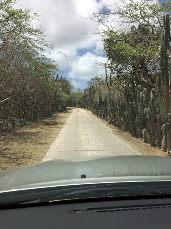 Main Road Through Cactus