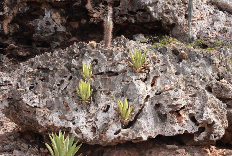 Succulents near Indian Inscriptions