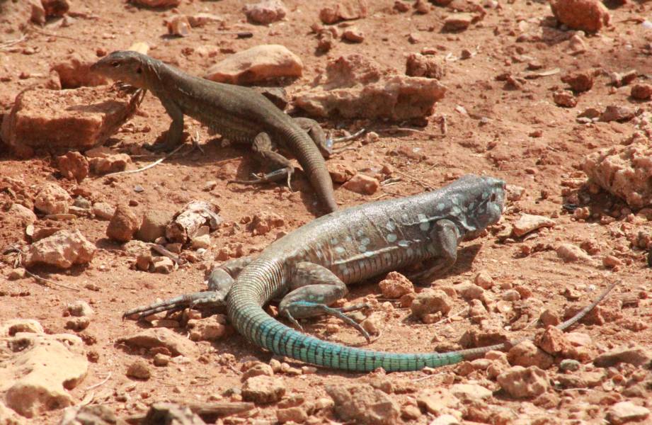 Bonaire Whiptail Lizard