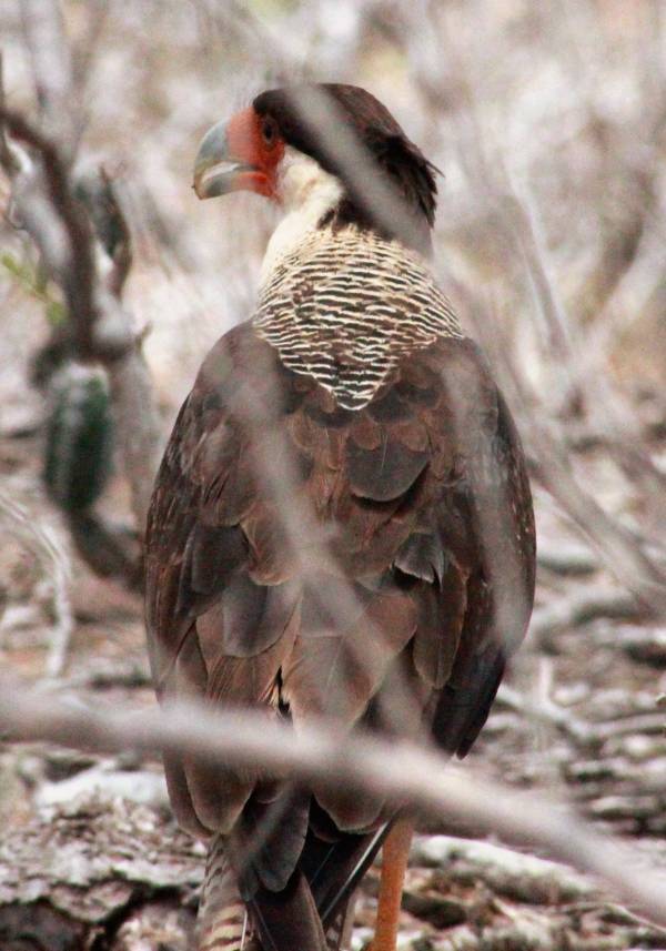 Northern Crested Caracara