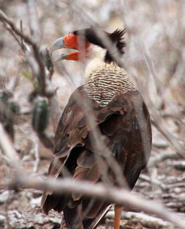 Northern Crested Caracara