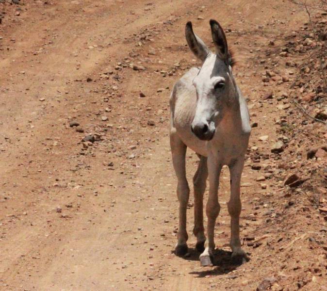 Donkey in Washington Slagbaai Park