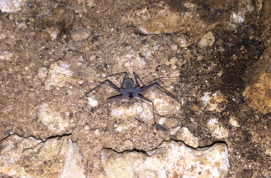 Cave Scorpion