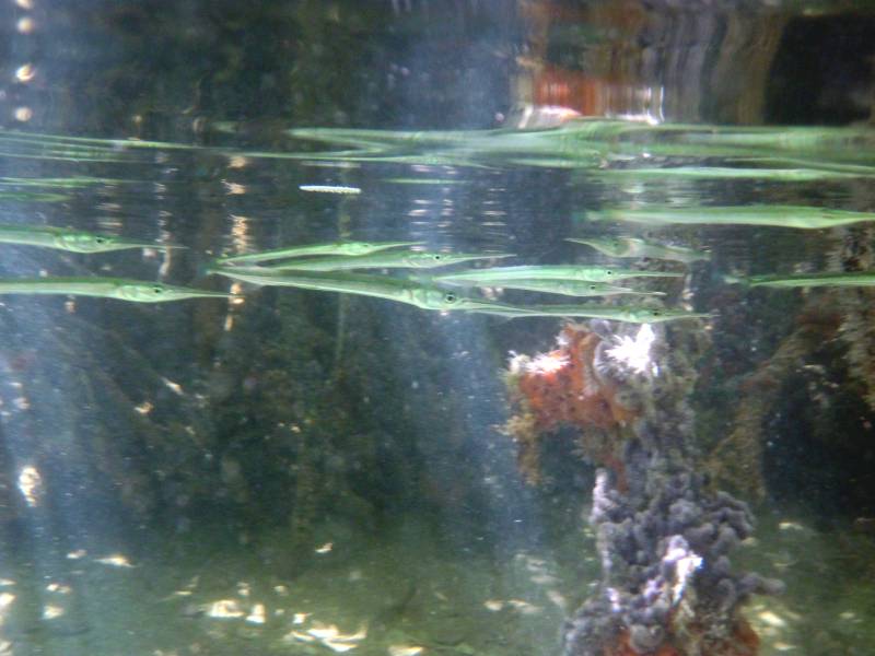 Needlefish in Mangroves