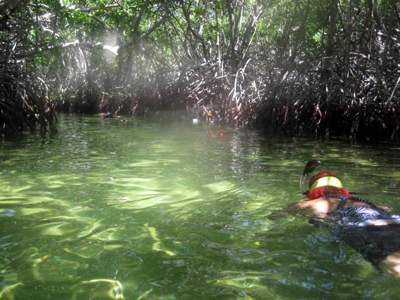 Snorkeling in Mangroves