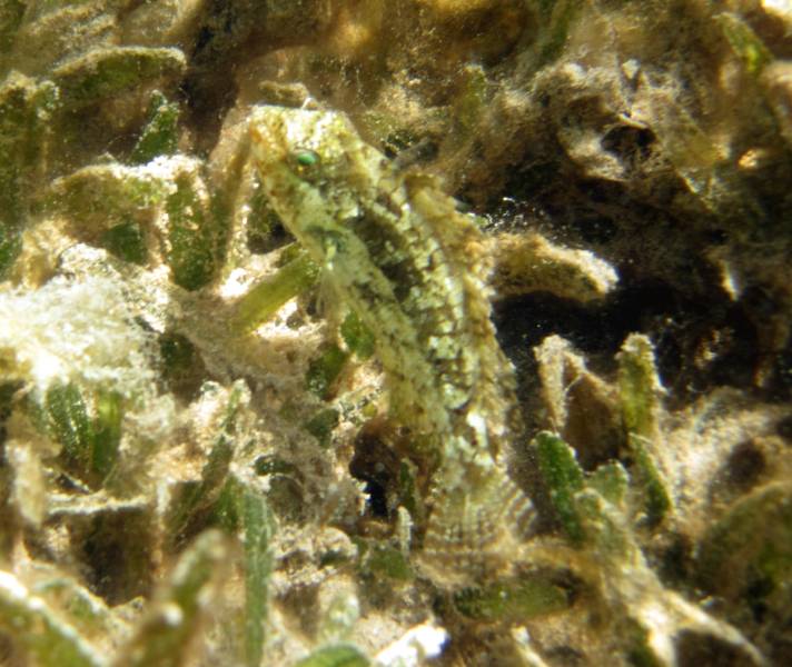 Fish in Seagrass