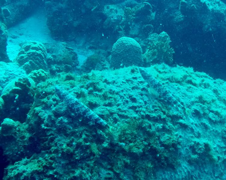 Lizardfish or Sand Divers