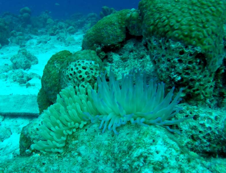 Sea Anemones