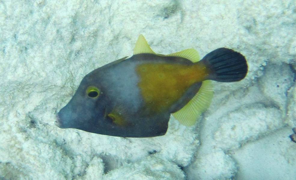 Whitespotted Filefish?