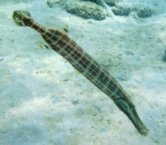 Trumpet Fish