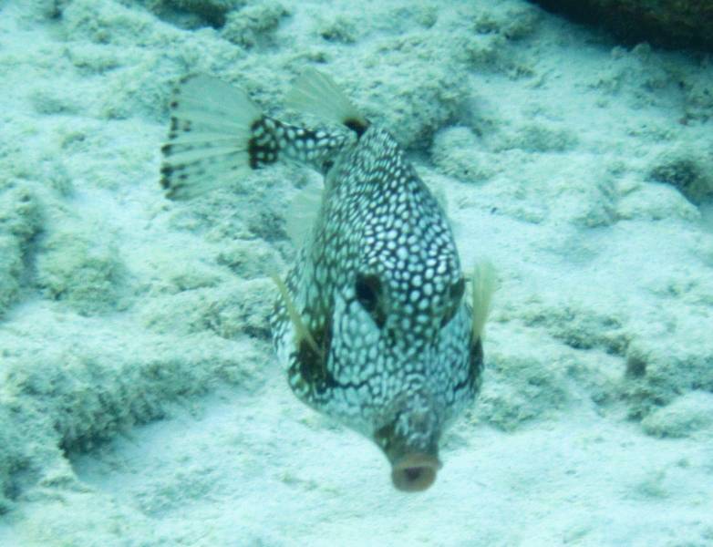 Smooth Trunkfish