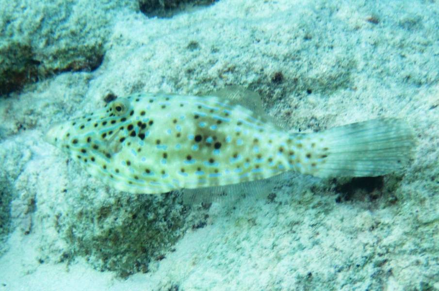 Scrawled Filefish