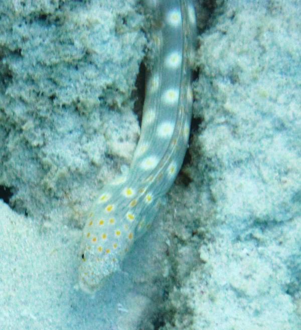 Sharptail Eel