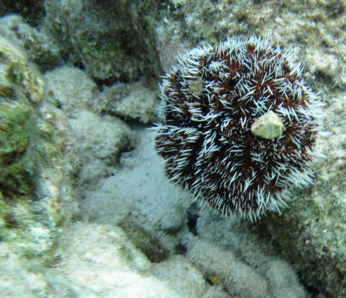 White Sea Urchin