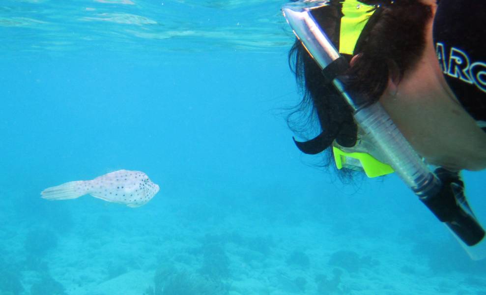 Irma Snorkeling