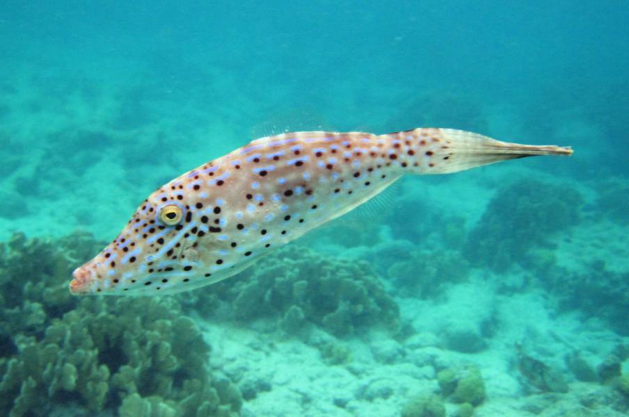 Scrawled Filefish