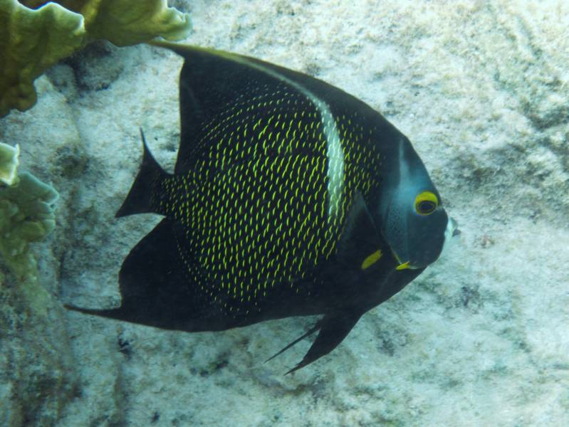 French Angelfish