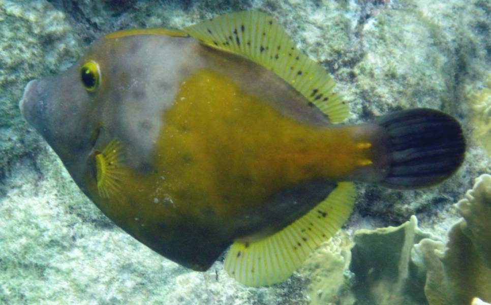 Whitespotted Filefish?