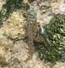 Sally Lightfoot Crab? in Tide Pool