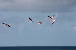 Flamingos Flying over Ocean behind House