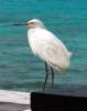 Snowy Egret Behind House