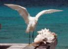 Snowy Egret Behind House