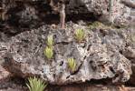 Succulents near Indian Inscriptions