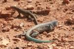 Bonaire Whiptail Lizard