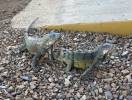 Iguanas at Park Entrance