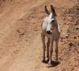 Donkey in Washington Slagbaai Park