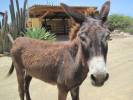 A Donkey near the Mangroves