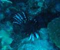 Lionfish