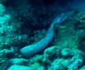 Spotted Moray Eel