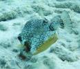 Smooth Trunkfish