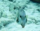 Smooth Trunkfish