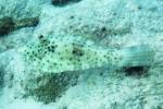 Scrawled Filefish