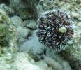 White Sea Urchin