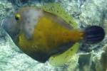 Whitespotted Filefish?