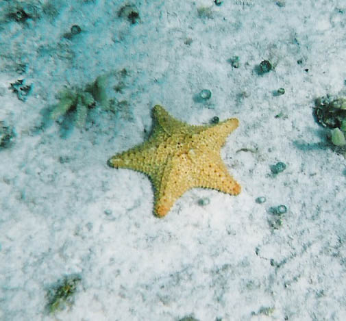 Starfish