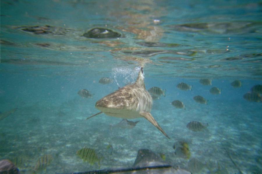 Shark and Ray Feeding, Bora Bora