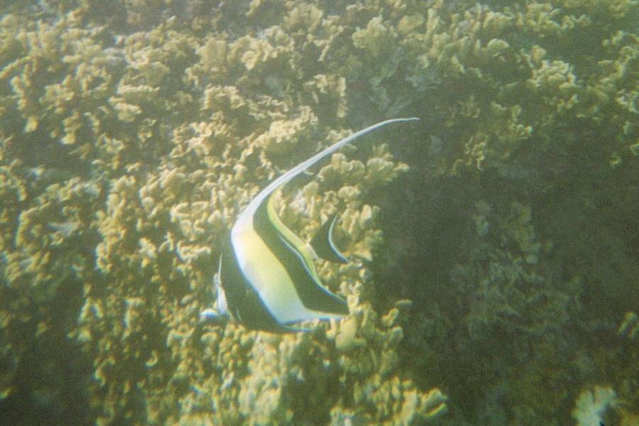 Angelfish, Bora Bora