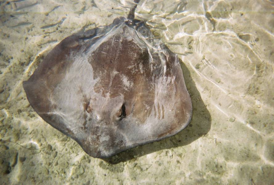 Ray Feeding, Moorea