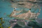 Shark and Ray Feeding, Bora Bora