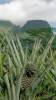 Pineapple field, Moorea